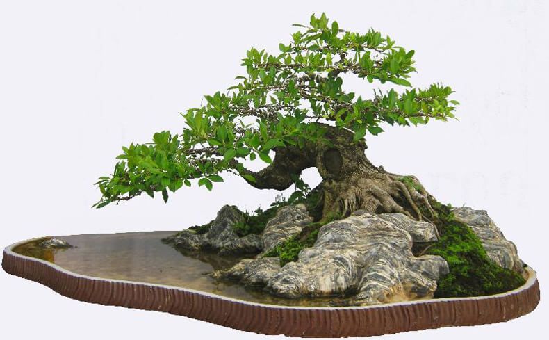 tang sep bonsai tieucanh