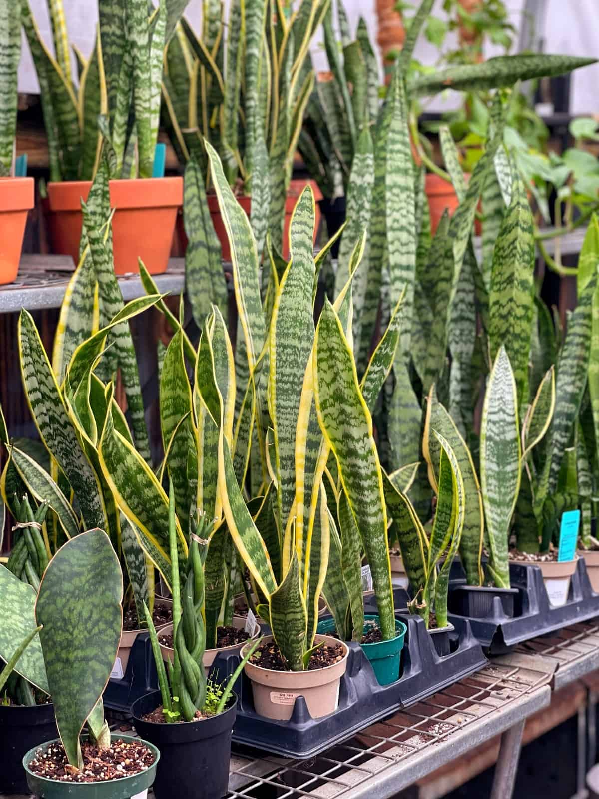 luoi ho snake plants